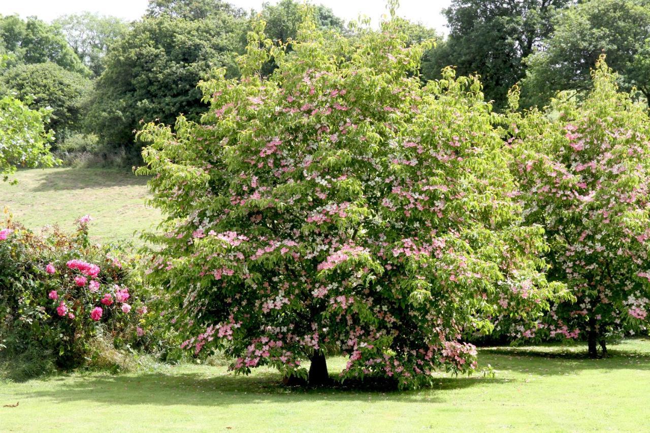 Devon Country Paradise Тависток Екстериор снимка