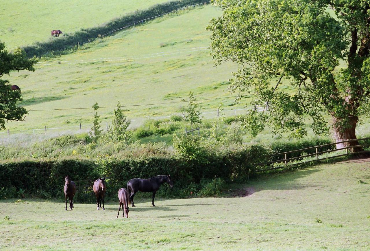 Devon Country Paradise Тависток Екстериор снимка
